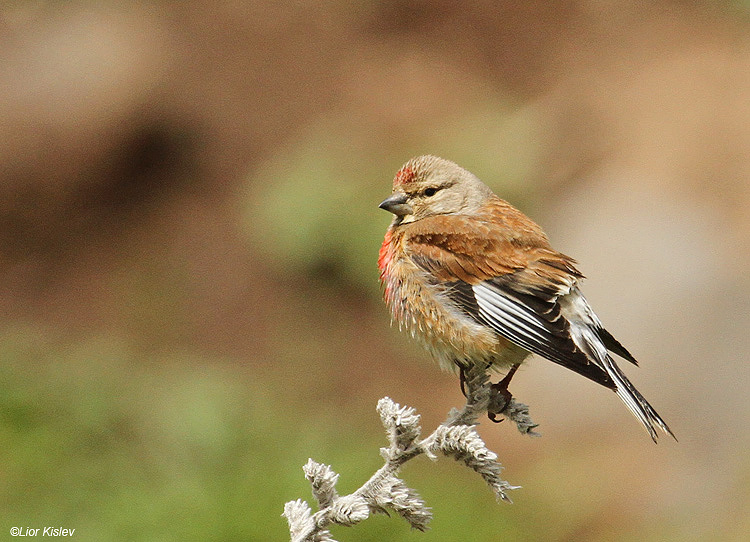 Common Linnet Carduelis cannabina ,Valley of Tears(Bacha valley)April 2011 Lior Kislev